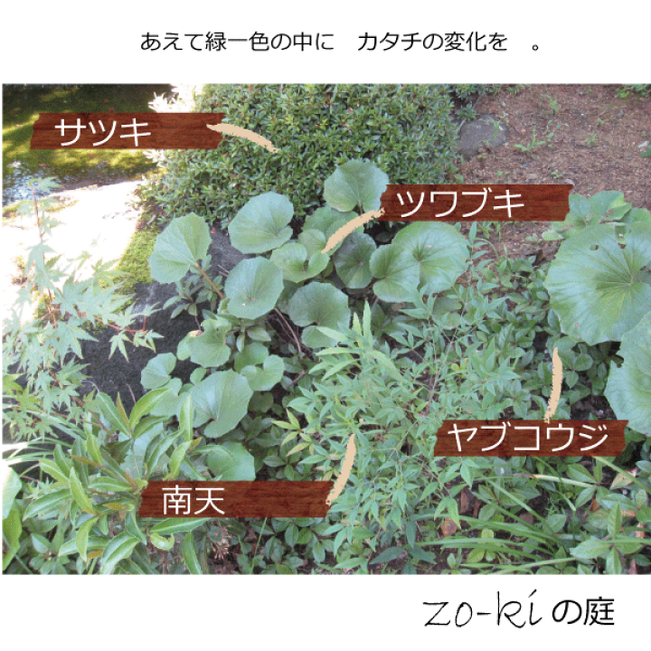 楽天市場】【3個セット】ヤブコウジ 藪柑子 十両 雑木の庭 9cm