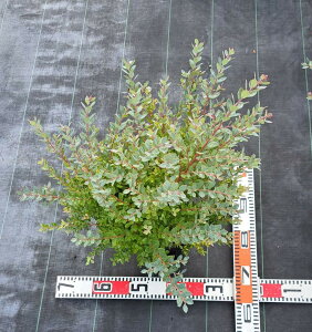 yizlCeBuu[x[@veB@45cm@15cmi5j|bg@A@Β؁@^ȒɁ@lĆ@A؁@؁@K[fvc@K[fjO@^Aؑg