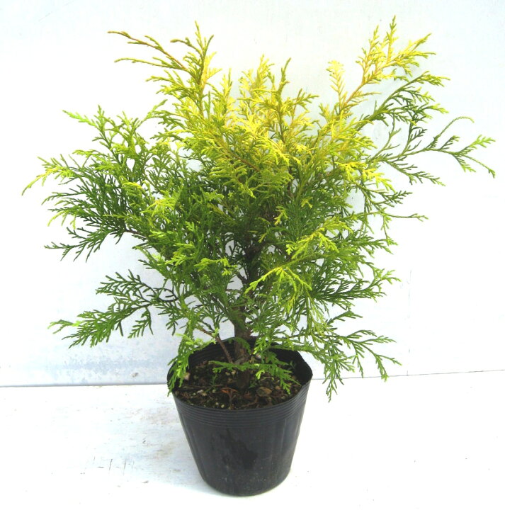楽天市場】【単品販売】フィリフェラオーレア 15cmポット入り 高さ約  