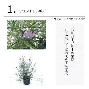 シャビーおしゃれなガーデンコーディネートセット植木組合オリジナル