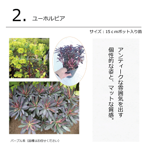 シャビーおしゃれなガーデンコーディネートセット植木組合オリジナル