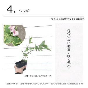 シャビーおしゃれなガーデンコーディネートセット植木組合オリジナル