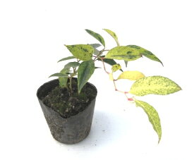 楽天市場 ワインレッド 種類 植物 ナンテン 花 ガーデン Diy の通販 楽天市場 ワインレッド 種類 植物 ナンテン 花 ガーデン Diy の通販