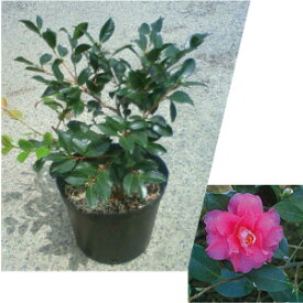 楽天市場 庭木 低木 種類 植物 サザンカ の通販