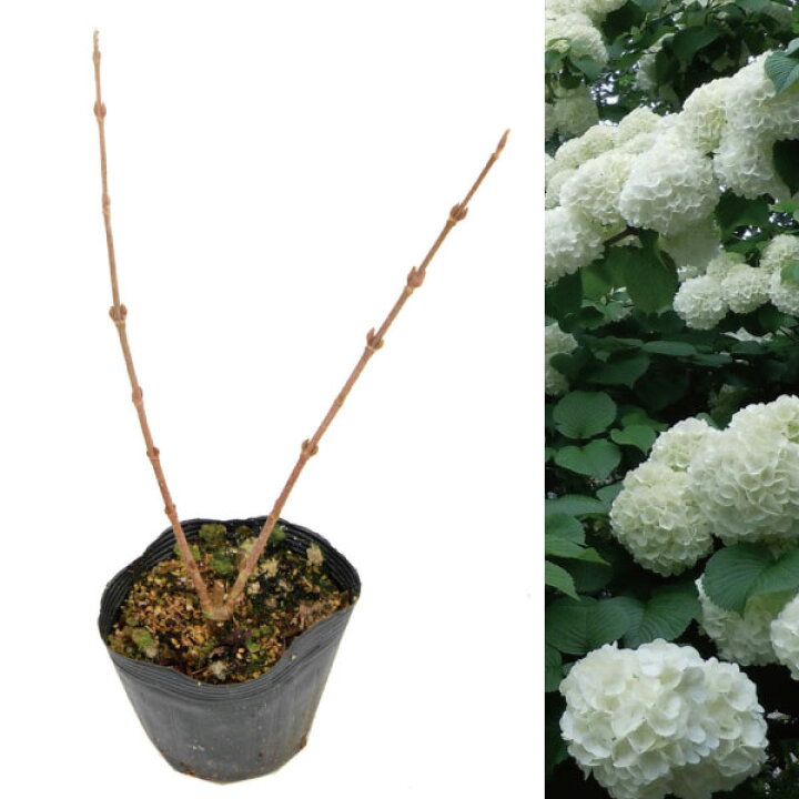 楽天市場】オオデマリ 大手毬 苗木 高さ約40cm 人気の 植木 庭木 