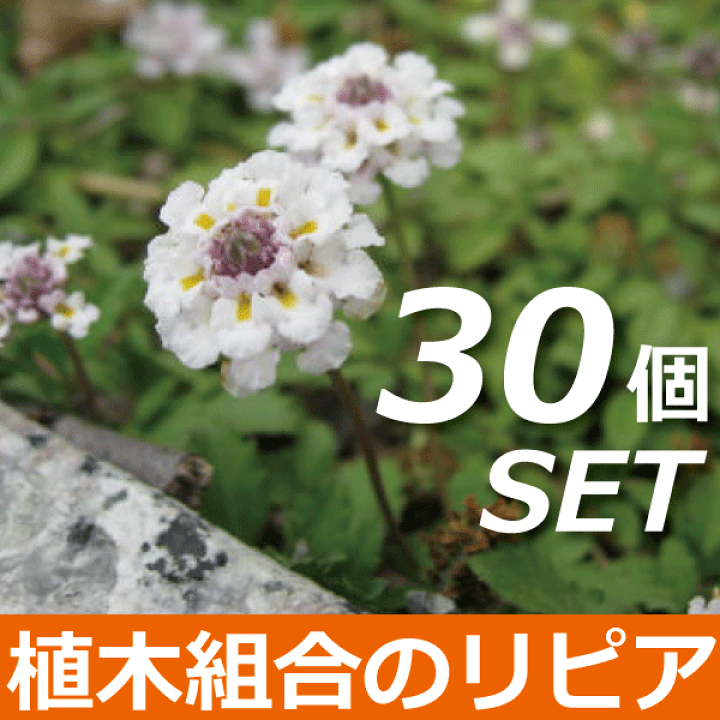 楽天市場】【30個セット】リピア ヒメイワダレソウ （3号）9cm 