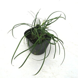 【5個セット】リュウノヒゲ 竜のひげ 9cmポット入り リュウノヒゲ