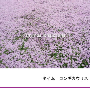 タイムロンギカウリスの花