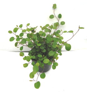 y3ZbgzC[vc@c@9cmi3j|bg