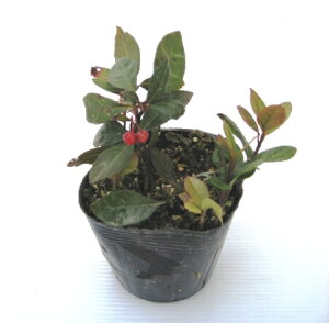 y3ZbgzuREW@Mq@\@G؂̒@9cm܂10.5cm|bg