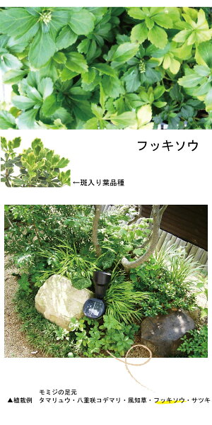 楽天市場 単品販売 フッキソウ 緑葉 苗 9ｃｍポット入 富貴草 ふっきそう 常緑性 宿根草 おしゃれな庭に 人気の ガーデンプランツ 苗 ガーデニング 植木組合より産地直送 植木組合