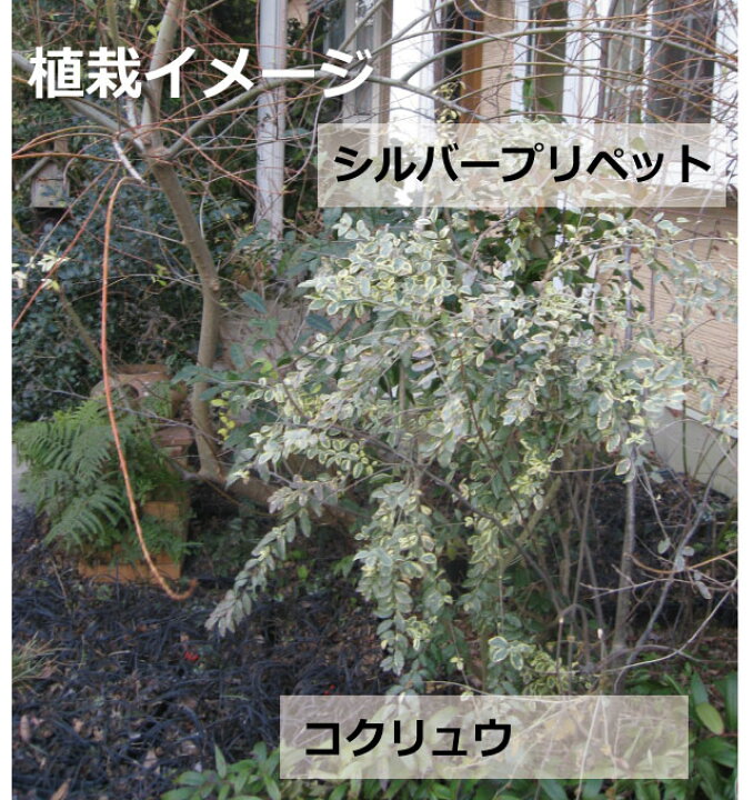 楽天市場 単品販売 シルバープリペット 高さ約40ｃｍ おしゃれな庭に 人気の 植木 庭木 ガーデンプランツ ガーデニング 植木組合より産地直送 植木生産組合直営 常緑 半常緑 半落葉 低木 植木組合