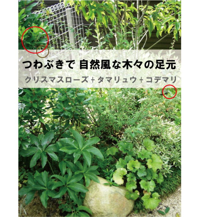 楽天市場 ６個セット ツワブキ 緑葉 苗 10 5ｃｍポット入 常緑性 宿根草 庭のポイント 和洋問わず人気 つわぶき ガーデンプランツ ガーデニング 植木組合より産地直送 植木生産組合直営 植木組合