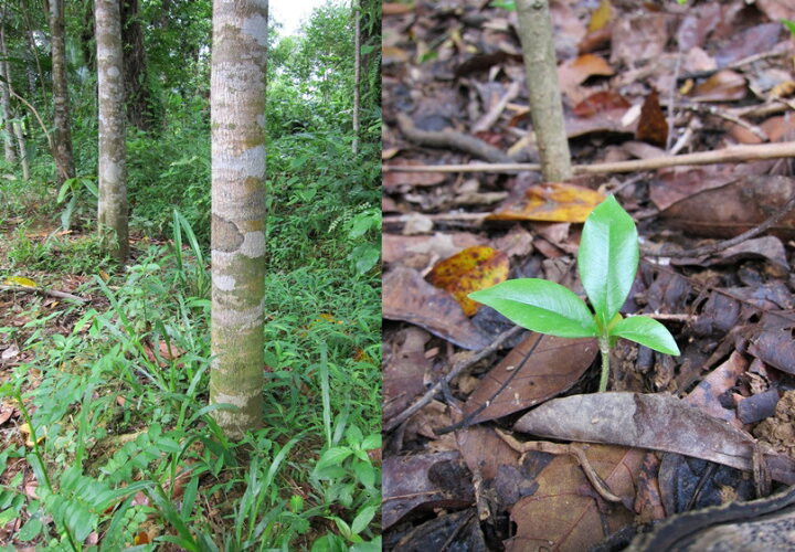 楽天市場】台湾輸出用ベトナム産最高級栽培沈香 100g量り売り 沈水香木  