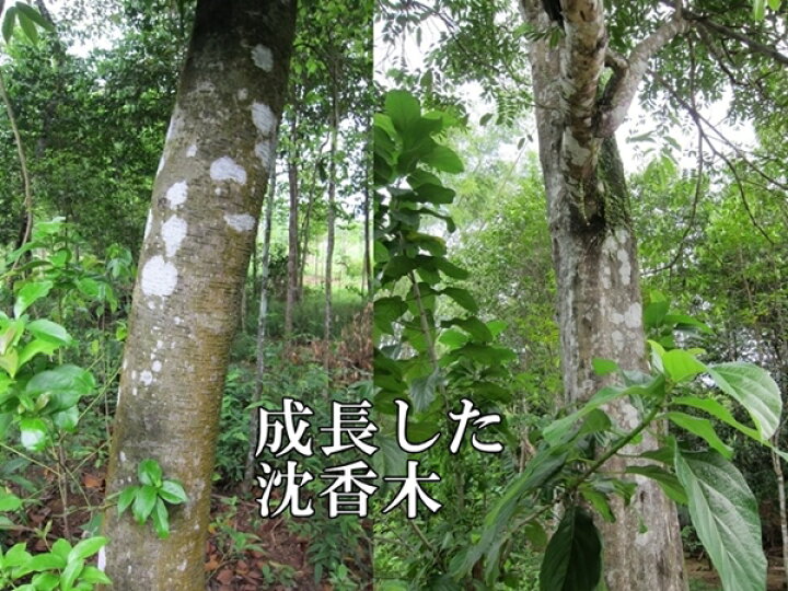 楽天市場】台湾輸出用 ベトナム産最高級人工栽培沈香 5g 量り売り 