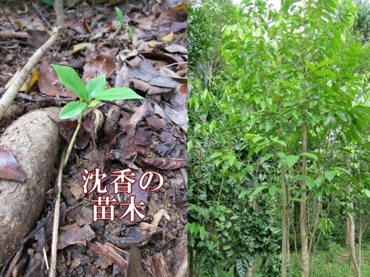 楽天市場】1000円 ベトナム産 高級人工栽培沈香 5g量り売り【中高 