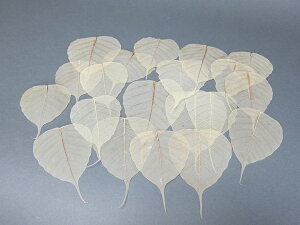 1000~ J^ Ch{_CW̗t t 5Zbg Ficus religiosa leaf vein Ch {_CW   x hCt[ hC[t Dried flower Dried leaf Dry flower Dry leaf ߉ ub_  