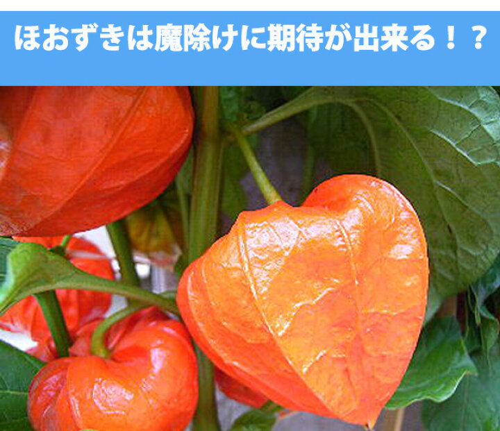 楽天市場 ほおずき 盆 お盆 2本 花束 ほうずき 切り花 お供え 花 鬼灯 お盆用品 生花 お盆飾り セット ミニ 花屋 造花 スノーピーク インカベリー 浅草 ほおずき市 食用ほおずき 風鈴 浅草寺 鉢植え 朝顔 花ギフ 花ギフト 山形産果物野菜