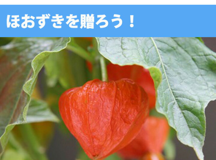 楽天市場 ほおずき 盆 お盆 2本 花束 ほうずき 切り花 お供え 花 鬼灯 お盆用品 生花 お盆飾り セット ミニ 花屋 造花 スノーピーク インカベリー 浅草 ほおずき市 食用ほおずき 風鈴 浅草寺 鉢植え 朝顔 花ギフ 花ギフト 山形産果物野菜
