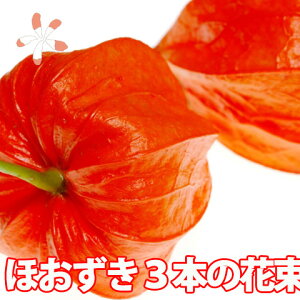 生花 ほおずきの通販 価格比較 価格 Com