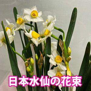  { ԑ  XCZ ̉ y {̉ԑ z  ~j ~jXCZ bp ܂ ԃMtg a LO |Cg 100~ 300~ 500~