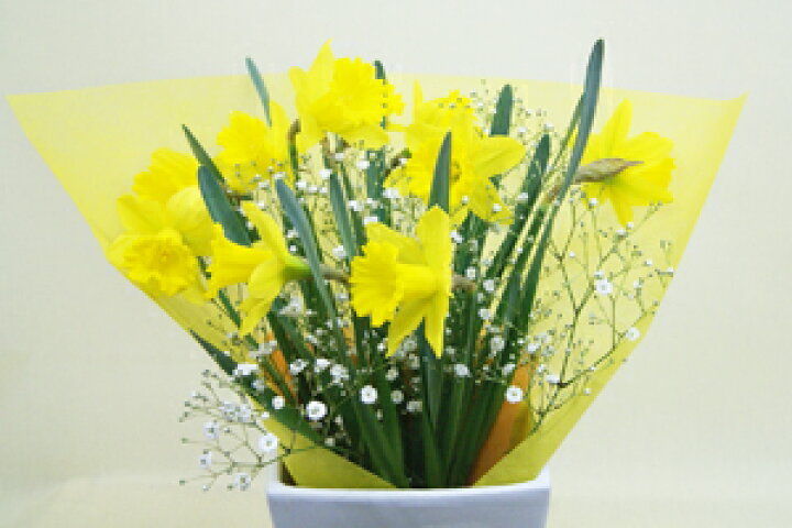 楽天市場】水仙 ラッパ 花束 送料無料 スイセン 水仙の花 【 ラッパ 