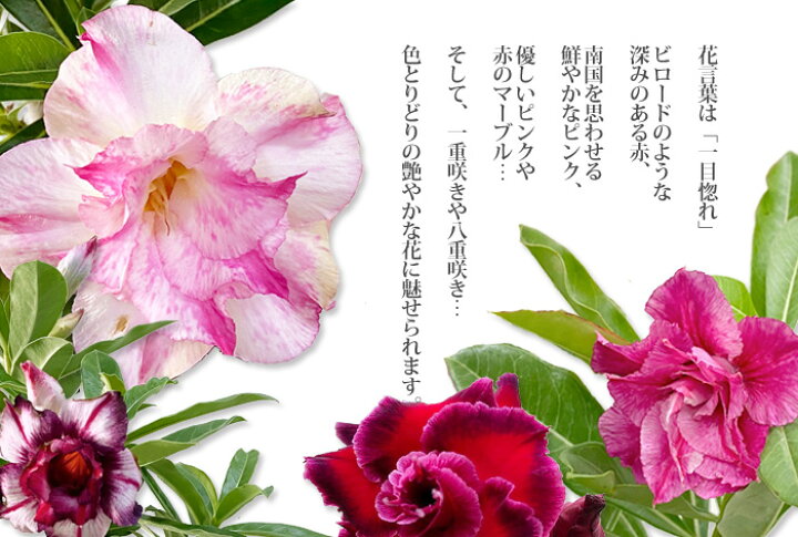 楽天市場 アデニウム オベスム 鉢植え ４号 砂漠のバラ 天空のバラ アデニューム 送料無料 塊根植物 コーデックス プレゼント 観葉植物 パキポディウム アラビカム アガベ 事務所 オフィス リビング インテリア サイズ おしゃれ グリーン 植木鉢 花ギフト 花ギフト