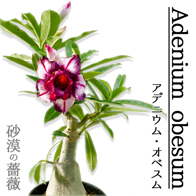 楽天市場】アデニウム オベスム 鉢植え ４号 砂漠のバラ 天空のバラ 