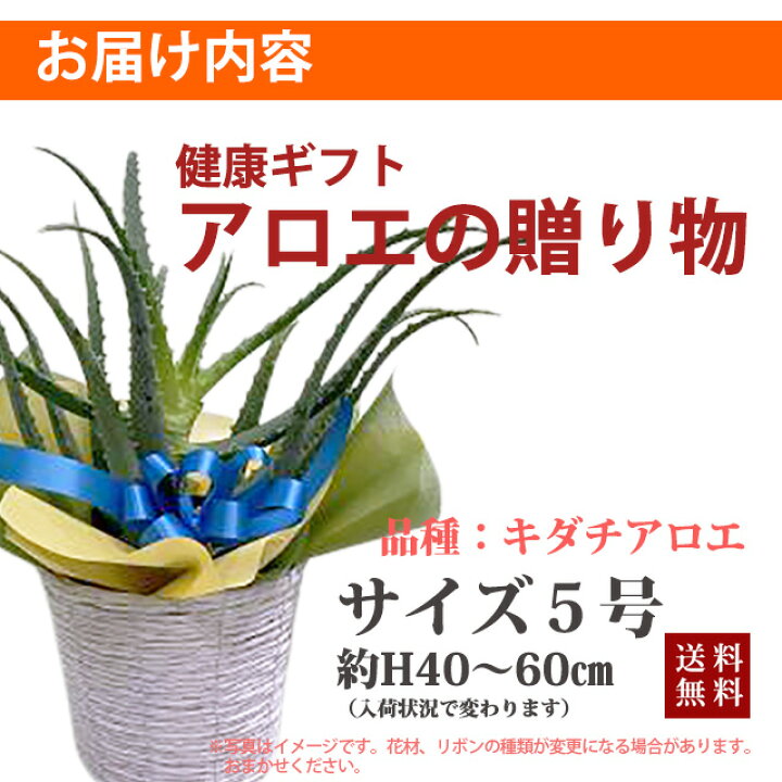 楽天市場 敬老の日 お彼岸 アロエ 観葉植物 プレゼント キダチアロエ 木立アロエ 敬老の日 健康 ギフト フェノール アロイン アロエニン 食用 植物 ネイティブプランツ 日本製 送料無料 誕生日 結婚記念日 お祝い 花ギフト 花ギフト 山形産果物野菜 花樹有