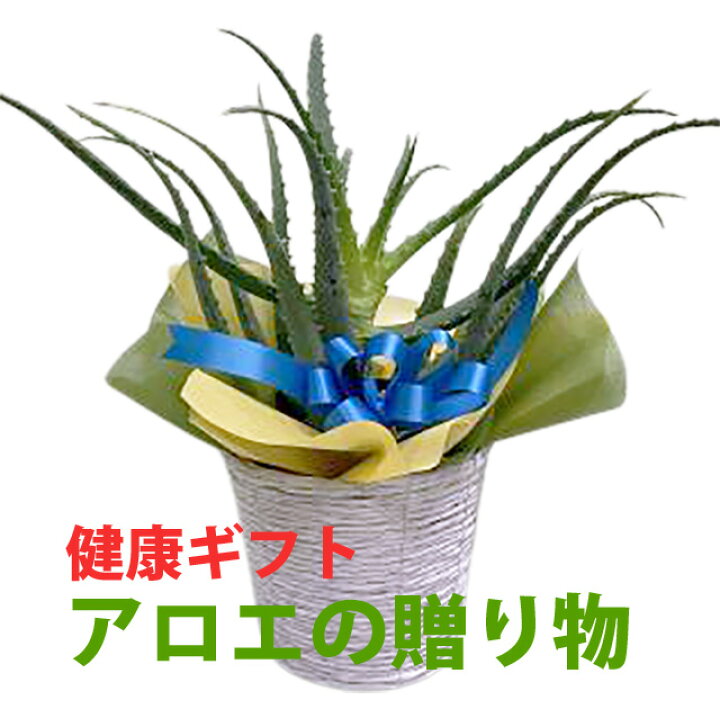 楽天市場 敬老の日 お彼岸 アロエ 観葉植物 プレゼント キダチアロエ 木立アロエ 敬老の日 健康 ギフト フェノール アロイン アロエニン 食用 植物 ネイティブプランツ 日本製 送料無料 誕生日 結婚記念日 お祝い 花ギフト 花ギフト 山形産果物野菜 花樹有