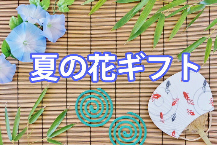 楽天市場 朝顔 あさがお アサガオ 鉢植え 琉球朝顔 ６寸 オーシャンブルー プレゼント ギフト お中元 父の日 誕生日 結婚記念日 鉢 栽培セット セット 苗 栽培 土 種 朝顔の種 生地 花ギフト 花ギフト 山形産果物野菜 花樹有