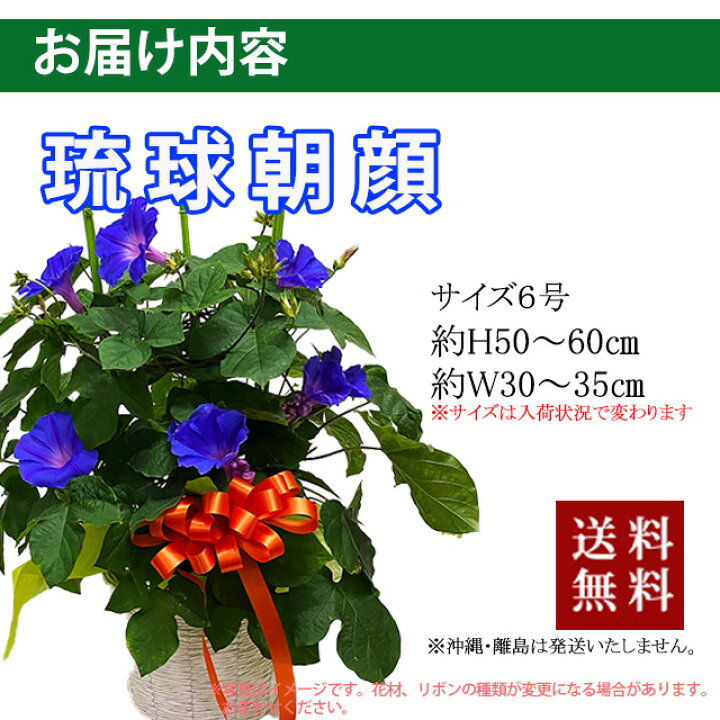 楽天市場 朝顔 あさがお アサガオ 鉢植え 琉球朝顔 ６寸 オーシャンブルー プレゼント ギフト お中元 父の日 誕生日 結婚記念日 鉢 栽培セット セット 苗 栽培 土 種 朝顔の種 生地 花ギフト 花ギフト 山形産果物野菜 花樹有