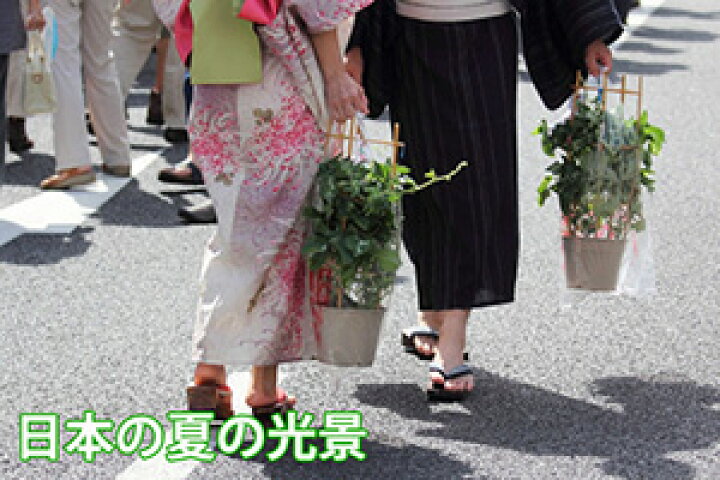 楽天市場 朝顔 あさがお アサガオ 鉢植え 琉球朝顔 ６寸 オーシャンブルー プレゼント ギフト お中元 父の日 誕生日 結婚記念日 鉢 栽培セット セット 苗 栽培 土 種 朝顔の種 生地 花ギフト 花ギフト 山形産果物野菜 花樹有