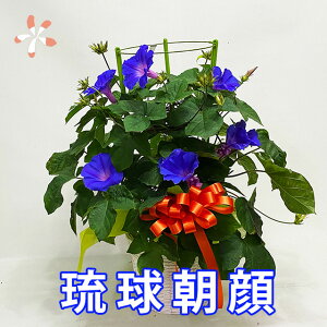   ATKI A  6 I[Vu[ 5{`6{`̔ v[g Mtg  ̓ a LO  ͔|Zbg Zbg c ͔| y  ̎ 