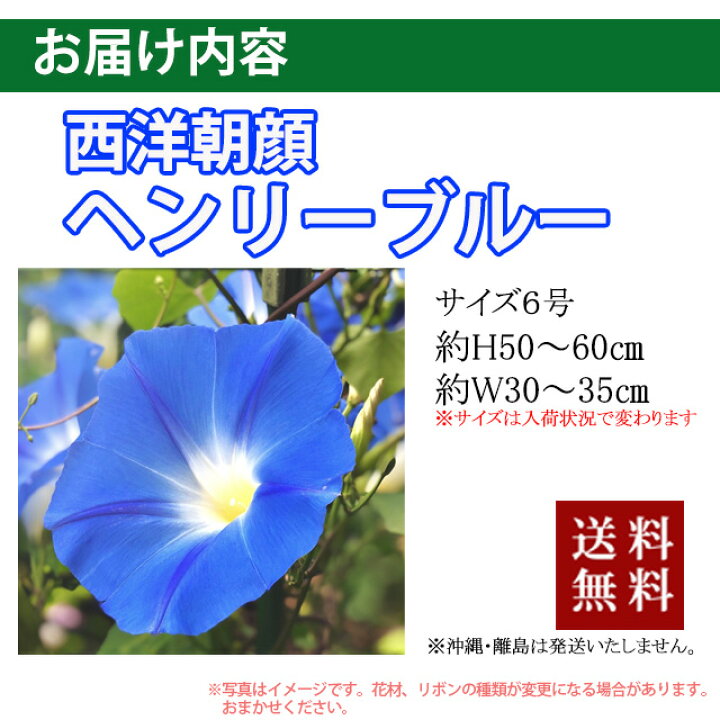 楽天市場 朝顔 あさがお アサガオ 鉢植え 西洋朝顔 ヘンリーブルー プレゼント ギフト お中元 父の日 誕生日 結婚記念日 鉢 栽培セット セット 苗 栽培 土 種 朝顔の種 生地 花ギフト 花ギフト 山形産果物野菜 花樹有