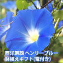 朝顔 あさがお アサガオ 鉢植え 【 西洋朝顔 ヘンリーブルー 】 母の日 プレゼント ギフト お中元 父の日 誕生日 結婚記念日 鉢 栽培セット セット 苗 栽培 土 種 朝顔の種 生地 花ギフト