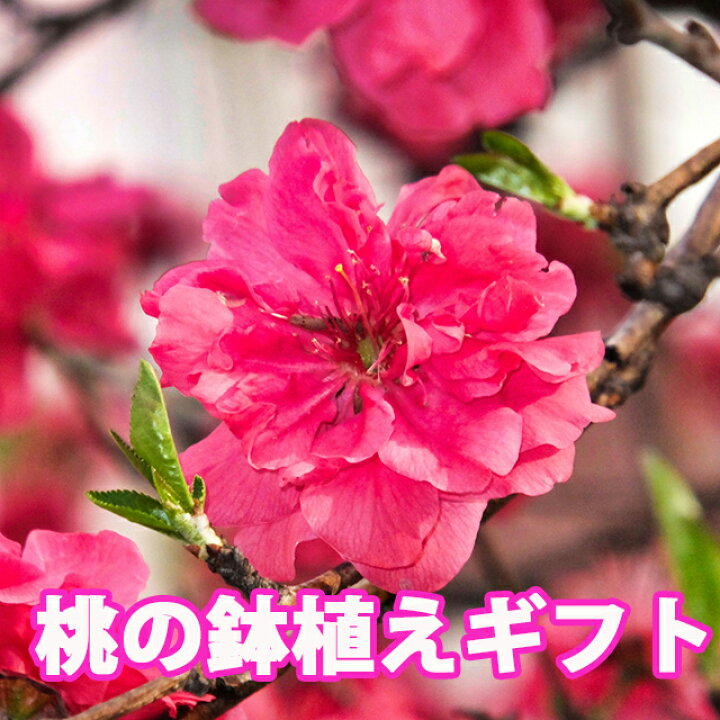 楽天市場 桃の花 鉢植え ひな祭り 南京桃 桃 5寸 5号 桃の節句 花桃 花鉢 鉢花 なんきんもも しだれ桃 フラワー ギフト 花 プレゼント お祝い 記念 贈り物 サプライズ 誕生日 結婚記念 開店祝い 送別会 歓送迎会 新築祝い 発表会 花ギフト お彼岸 花ギフト