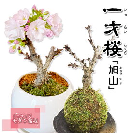 桜 盆栽 一才桜 旭山 さくら サクラ プレゼント サクラ ギフト ひな祭り 桃の節句 ホワイトデー 卒業 入学 送別 お供え 誕生日 結婚記念日 あさひやま 送料無料 sakura 花 ミニ 室内 初心者 桜の盆栽 ソメイヨシノ 水やり 冬 育て方 剪定 桜盆栽 種類 花ギフト 苗