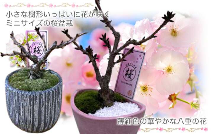 楽天市場】桜 盆栽 さくら サクラ 一才桜 旭山 ミニ盆栽 ギフト プレゼント ひな祭り 桃の節句 ホワイトデー 卒業 入学 送別 お供え 誕生日 結婚記念日あさひやま 石調 陶器鉢 三日月鉢 送料無料 鉢植え 苗木 さくら 室内 しだれ桜 桜の木 おしゃれ 盆栽鉢 小品盆栽 啓翁桜 楽天市場】桜 盆栽 さくら サクラ 一才桜 旭山 ミニ盆栽 ギフト プレゼント ひな祭り 桃の節句 ホワイトデー 卒業 入学 送別 お供え 誕生日 結婚記念日あさひやま 石調 陶器鉢 三日月鉢 送料無料 鉢植え 苗木 さくら 室内 しだれ桜 桜の木 おしゃれ 盆栽鉢 小品盆栽 啓翁桜