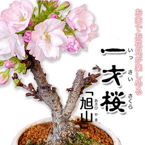  ~ ˍ R tF  TN v[g TN Mtg ЂȍՂ ̐ߋ 5̐ߋ  w   a LO Ђ  sakura  ~j  S