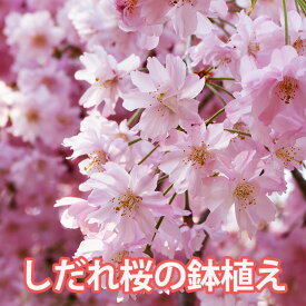 しだれ桜 枝垂桜 枝垂れ桜 桜 盆栽 ミニ盆栽 鉢植え お悔やみ の花 花鉢植え お祝い フラワーアレンジメント ペット お供え 花束 プレゼント グッズ 花ギフト誕生日 結婚記念日 送別 卒業 入学 ギフト 花見 誕生日 結婚記念日 送別 卒業 入学 シダレザクラ 松 梅 記念樹