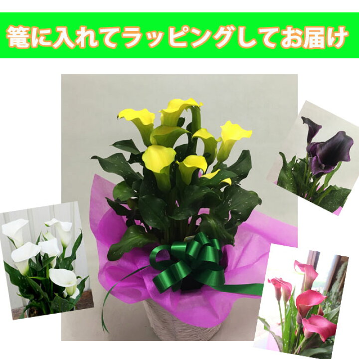 楽天市場 カラー 鉢植え 色が選べる 花鉢 白 黄色 ピンク 茶色 黒 ホワイトデー 卒業 送別 入学 母の日 父の日 送料無料 ギフト プレゼント 生花 苗 球根 誕生日 ホワイト イエロー 桃色 ブラック 花ギフト お供え 開店祝い ポイント消化 100円 300円