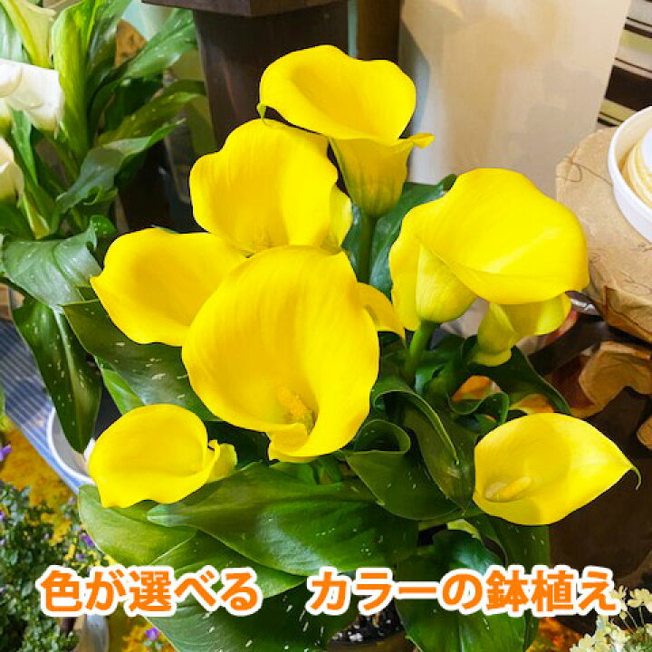 楽天市場 カラー 鉢植え 色が選べる 花鉢 白 黄色 ピンク 茶色 黒 ホワイトデー 卒業 送別 入学 母の日 父の日 送料無料 ギフト プレゼント 生花 苗 球根 誕生日 ホワイト イエロー 桃色 ブラック 花ギフト お供え 開店祝い ポイント消化 100円 300円