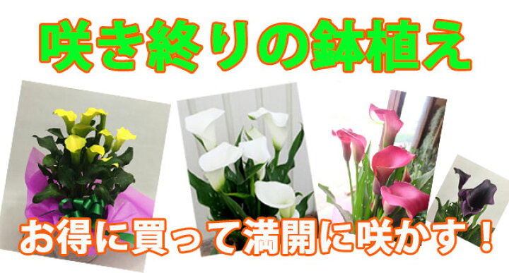 カラー 白 花束 卒業 ポイント消化 お供え 入学 100円 ブーケ ギフト 父の日 ひな祭り 花ギフト 送料無料 桃の節句 300円 ホワイトデー 開店祝い 壮瞥 生花 鉢植え 500円 花 誕生日 ウェディングマーチ お中元