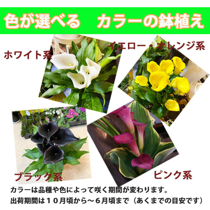 楽天市場 カラー 鉢植え 苗 咲き終り 色が選べる 花鉢 白 黄色 ピンク 茶色 黒 送料無料 ギフト プレゼント 生花 苗 球根 誕生日 ホワイト イエロー 桃色 ブラック 花ギフト お供え 開店祝い ポイント消化 100円 300円 500円 花ギフト 山形産果物野菜
