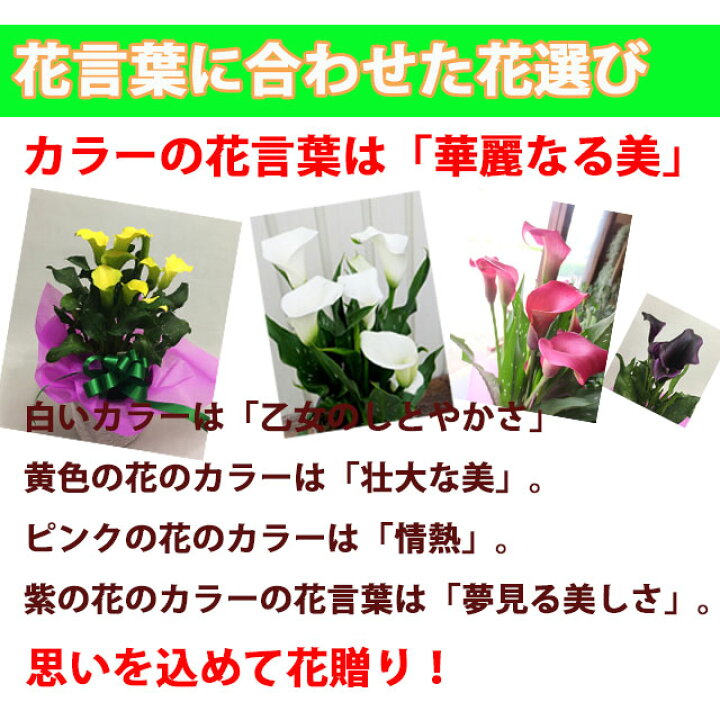 楽天市場 カラー 鉢植え 苗 咲き終り 色が選べる 花鉢 白 黄色 ピンク 茶色 黒 送料無料 ギフト プレゼント 生花 苗 球根 誕生日 ホワイト イエロー 桃色 ブラック 花ギフト お供え 開店祝い ポイント消化 100円 300円 500円 花ギフト 山形産果物野菜