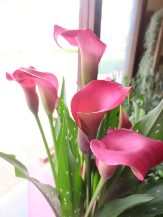 楽天市場 カラー 鉢植え 苗 咲き終り 色が選べる 花鉢 白 黄色 ピンク 茶色 黒 送料無料 ギフト プレゼント 生花 苗 球根 誕生日 ホワイト イエロー 桃色 ブラック 花ギフト お供え 開店祝い ポイント消化 100円 300円 500円 花ギフト 山形産果物野菜