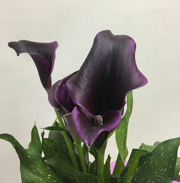 楽天市場 カラー 鉢植え 苗 咲き終り 色が選べる 3個買い 花鉢 白 黄色 ピンク 茶色 黒 送料無料 ギフト プレゼント 生花 苗 球根 誕生日 ホワイト イエロー 桃色 ブラック 花ギフト お供え 開店祝い ポイント消化 100円 300円 500円 花ギフト