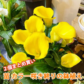 楽天市場 黄色 花苗の通販