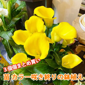 カラー 鉢植え 苗 咲き終り 色が選べる 3個買い 花鉢 白 黄色 ピンク 茶色 黒 送料無料 ギフト プレゼント 生花 苗 球根 誕生日 ホワイト イエロー 桃色 ブラック 花ギフト お供え 開店祝い ポイント消化